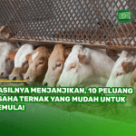 Hasilnya Menjanjikan, 10 Peluang Usaha Ternak yang Mudah untuk Pemula!