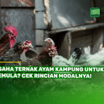 Usaha Ternak Ayam Kampung untuk Pemula? Cek Rincian Modalnya!